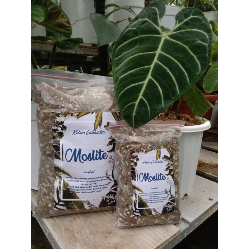 Mosslite / Moss perlite / Media Tanam untuk cacahan phillodendron