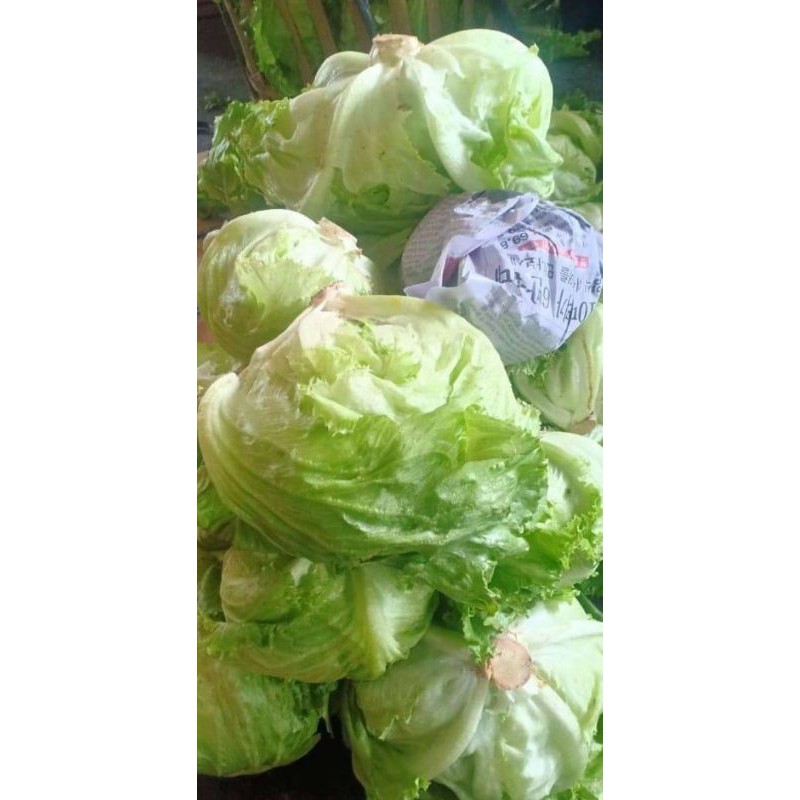 Letuce 1kg