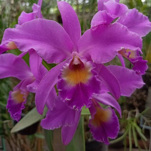 ANGGREK CATTLEYA MANTINI  DEWASA (150k)