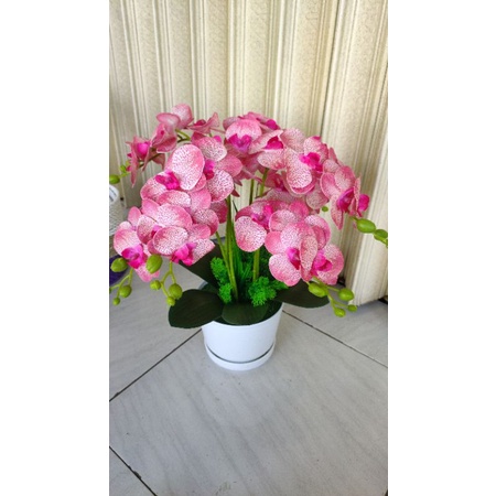 anggrek latek rangkaian pot bulat tinggi 50cm