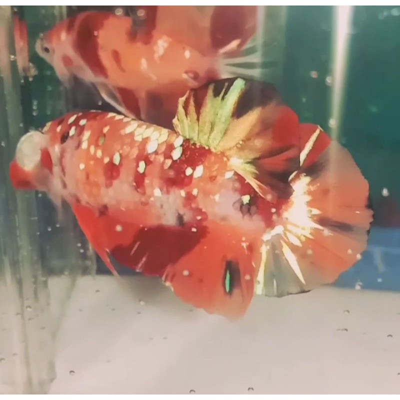 Nemo Galaxy Copper Gold
