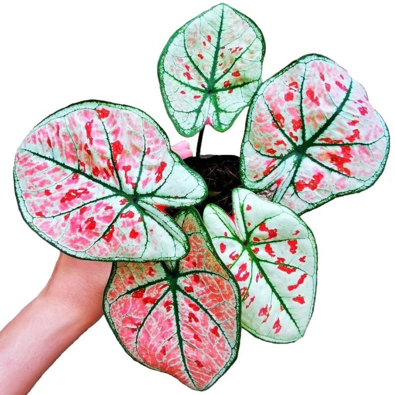 TANAMAN HIAS CALADIUM WONDERLAND KELADI WONDERLAND