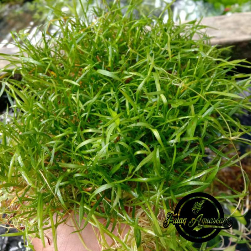 Jual Echinodorus Tenelus aquascape (lempengan) | Shopee Indonesia