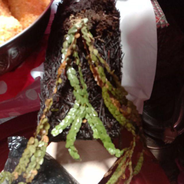 Bibit Tanaman Hias Huperzia Subur Dengan Media Pakis Lempeng