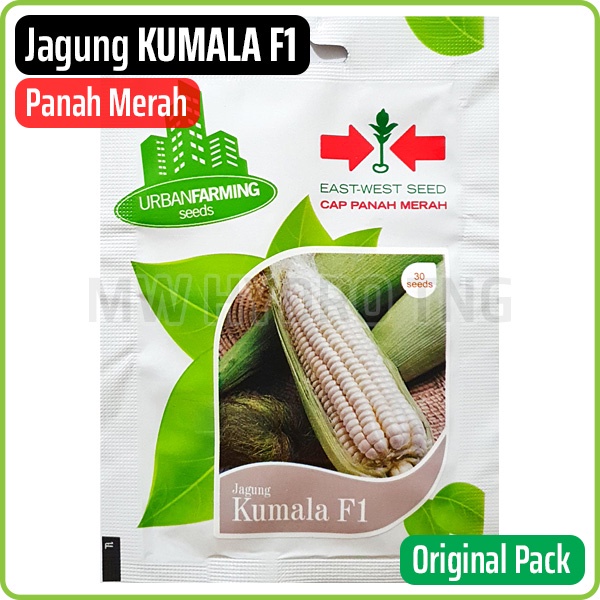 Benih Panah Merah, Jagung KUMALA F1 - East West Seed