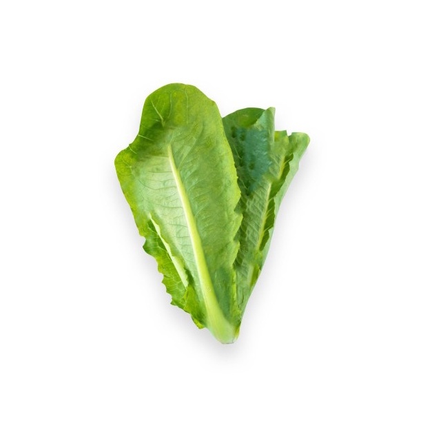 Selada Romaine / Romaine Lettuce Organik 200gr