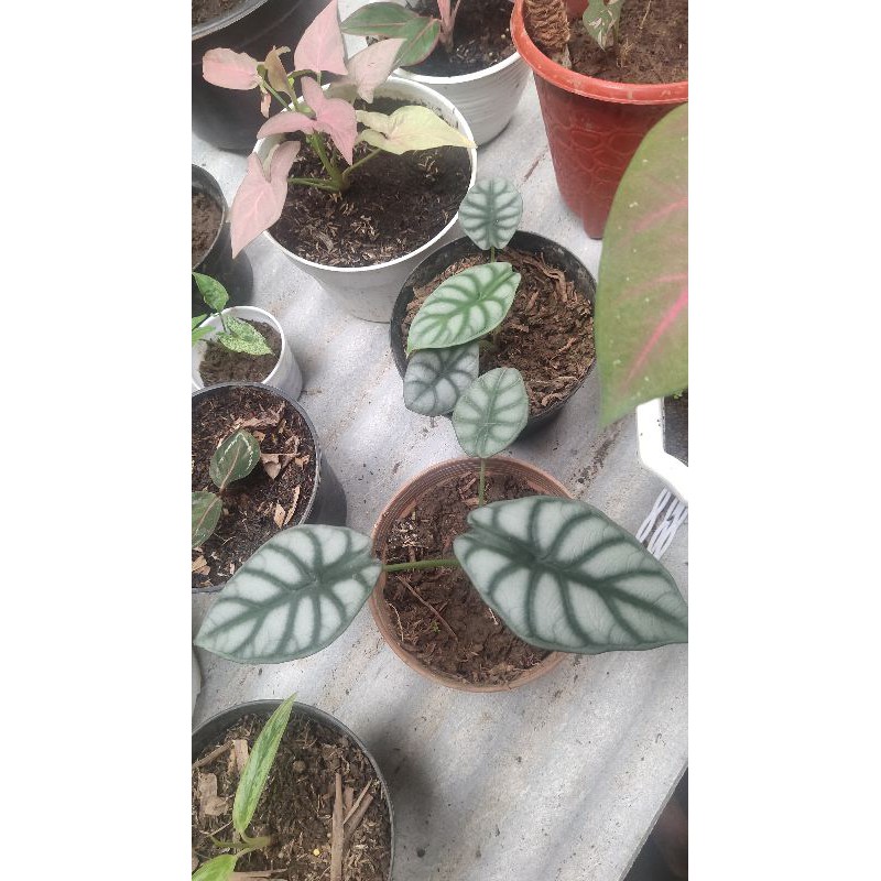 alocasia dragon silver 2 pcs daun 3 dan 4 Realpict