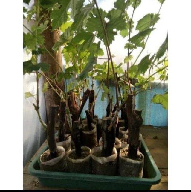 Bibit Anggur Import WHITE HUSAIN GRAFTING