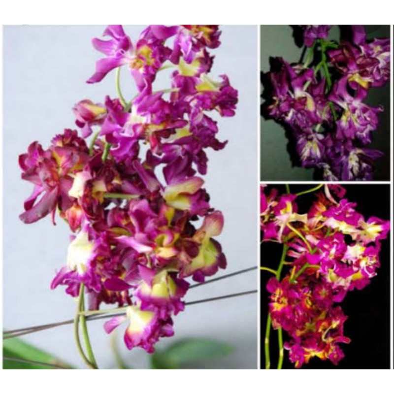anggrek dendrobium mawar