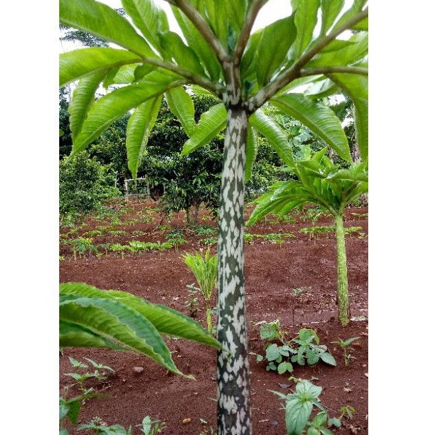 BIBIT PORANG BLACK KONJAC | PORANG HITAM | BERKUALITAS