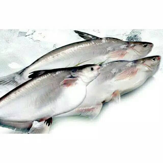 

❤ SEMBAKO MURAH ❤ Ikan Patin Fresh Segar Kiloan Sayur Murah Bekasi