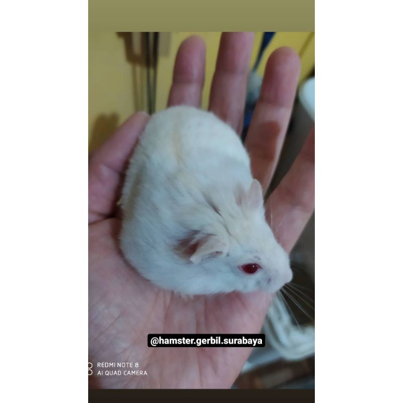 Hamster winter white remaja gembul.