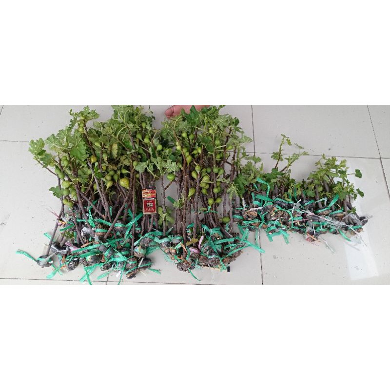 bibit tanaman buah tin aneka varian.. bibit dari induk yg sudah prodksi buah..-8