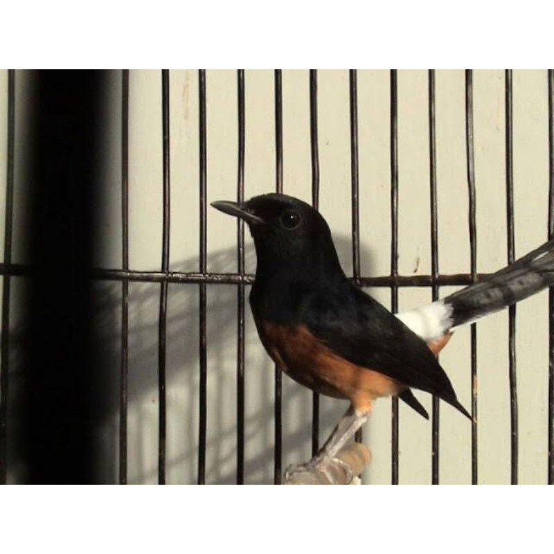 burung murai bordan jantan prospek