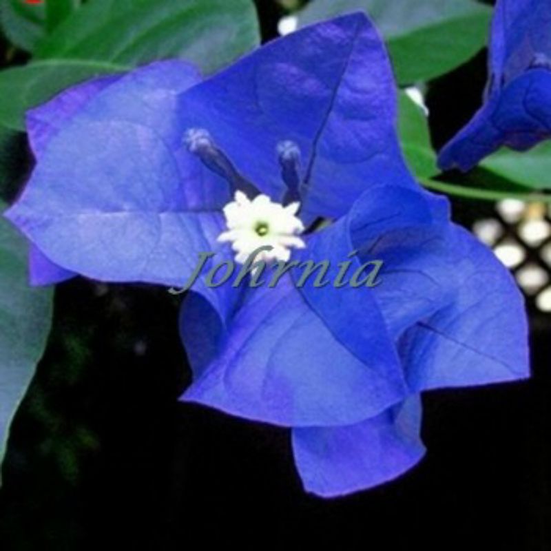 tanaman hias bougenville bunga biru langka Tanaman hidup-bunga hidup-bunga hias hidup-tanaman hias hidup-bunga hidup murah