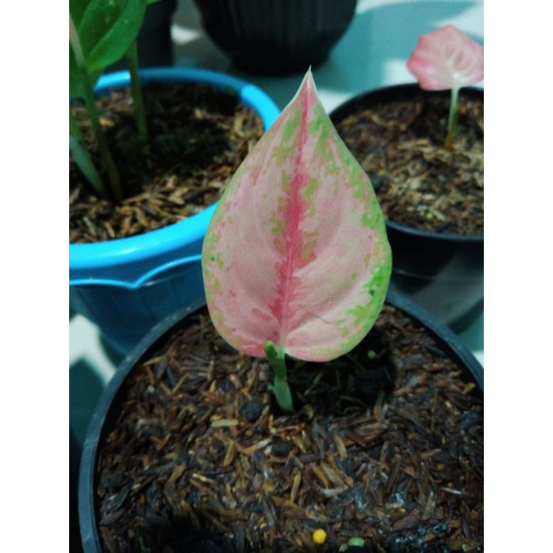 Tanaman hias Anakan atau baby bunga aglonema Lod Light Of Diamond Bawa bonggol murah