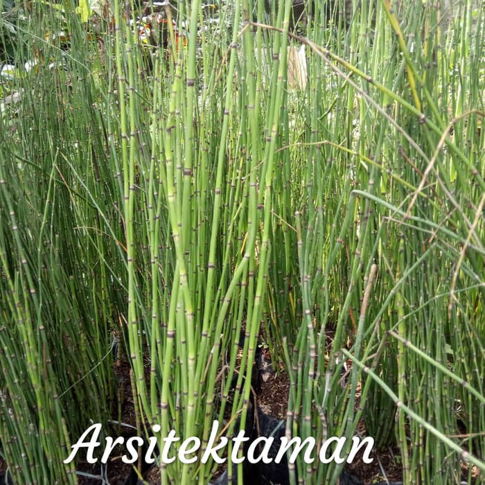 tanaman hias bambu air - tanaman bambu air - pohon bambu air