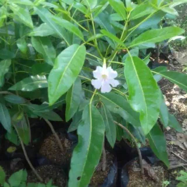 

Tanaman hias tabebuya sakura bunga pink