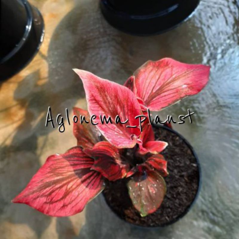 PROMOMURAH Bonggol/Umbi Caladium red kujang import