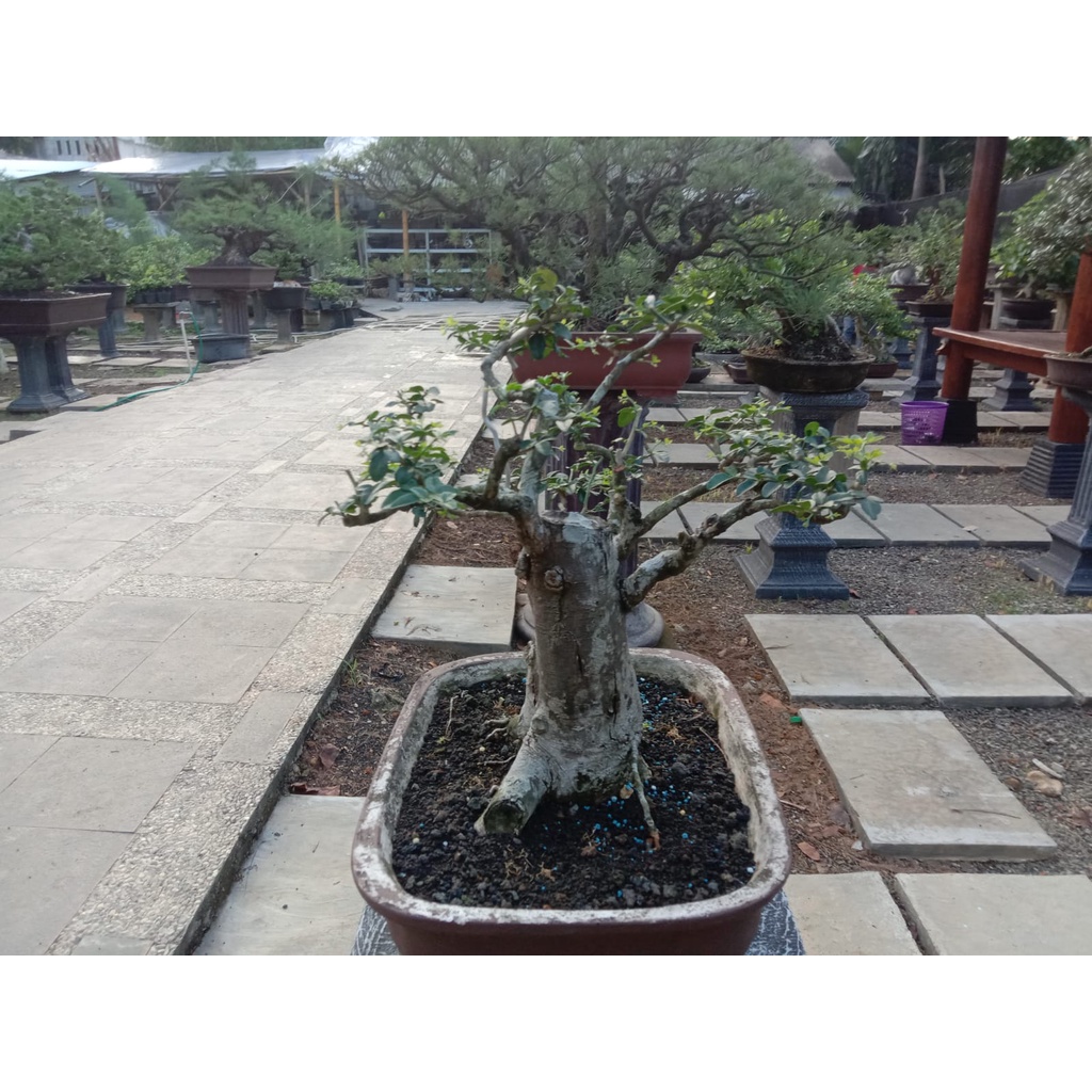 Jual Jeruk kingkit bonsai | Shopee Indonesia