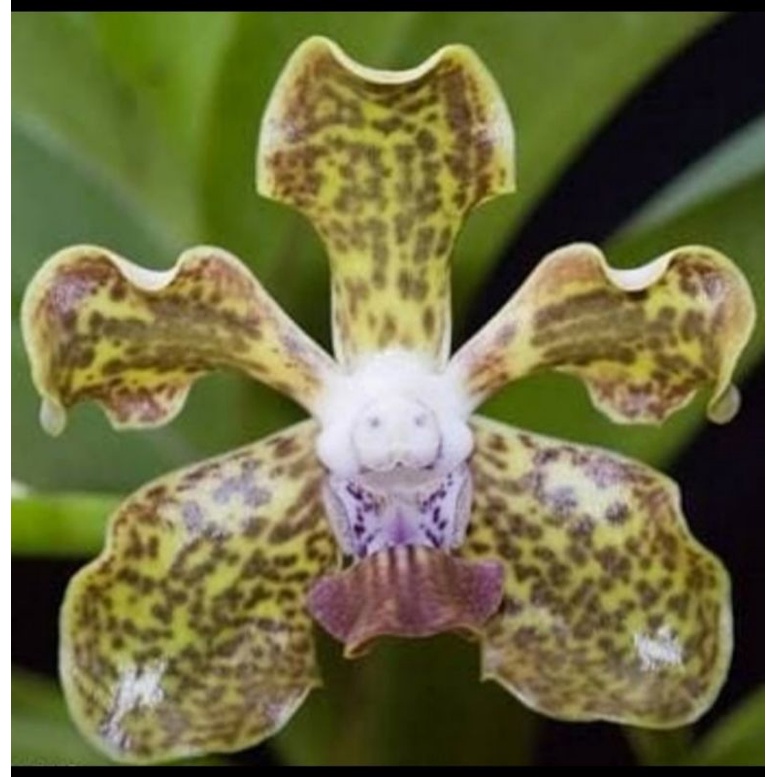 Anggrek Vanda hybrid / Seedling