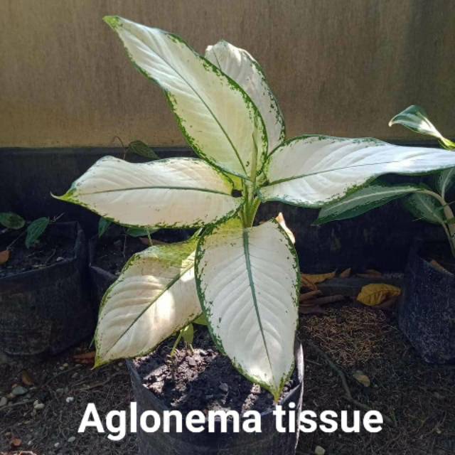 Bunga aglonema tissue putih