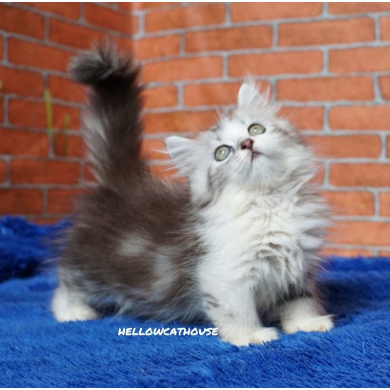 kucing kitten Munchkin Cebol standar Betina