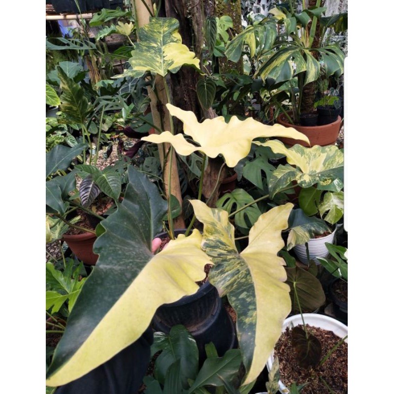 bibit bonggol philodendron dragon varigata