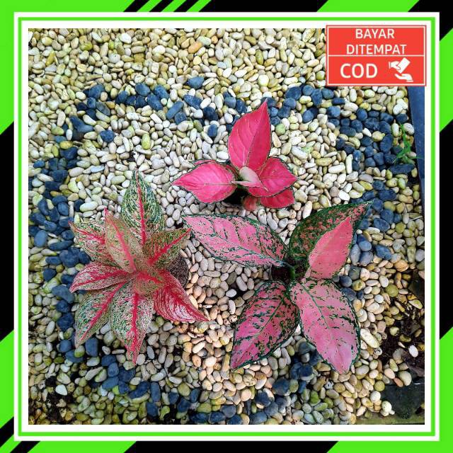 [✅COD] PAKET AGLONEMA - 3 POHON / AGLONEMA PAKET / BUNGA AGLONEMA MURAH MERIAH