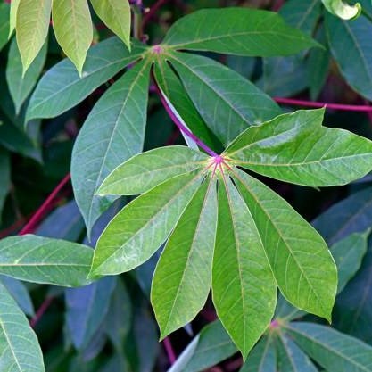 

New Daun singkong segar dan murah per 1 ikat