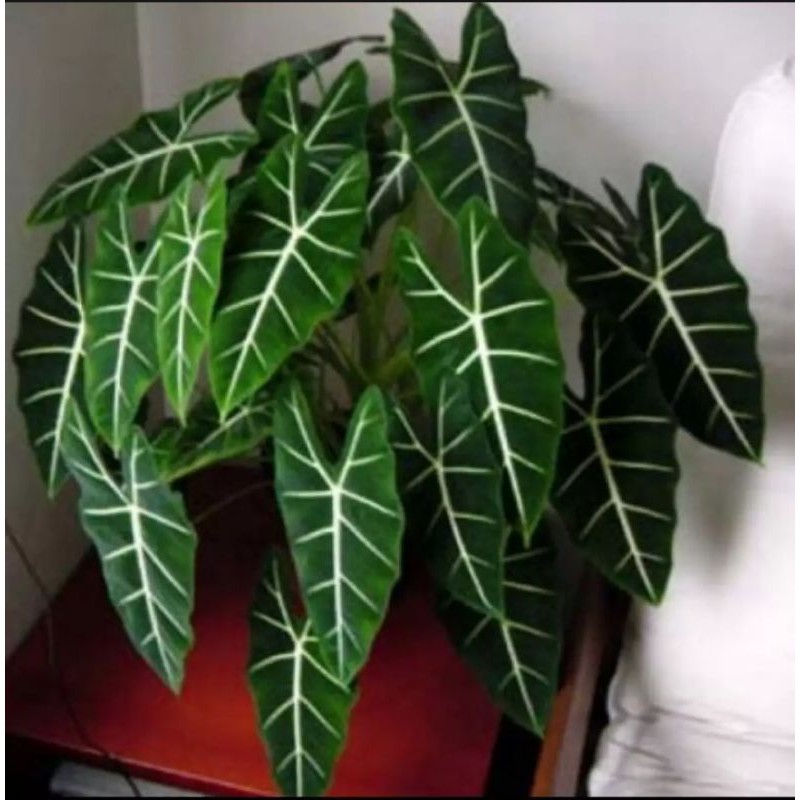

Keladi Alicasia
