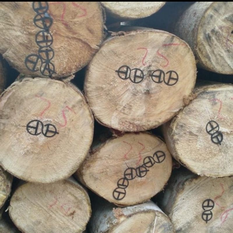 Paku Sengon Paku Kayu Log 1Kg