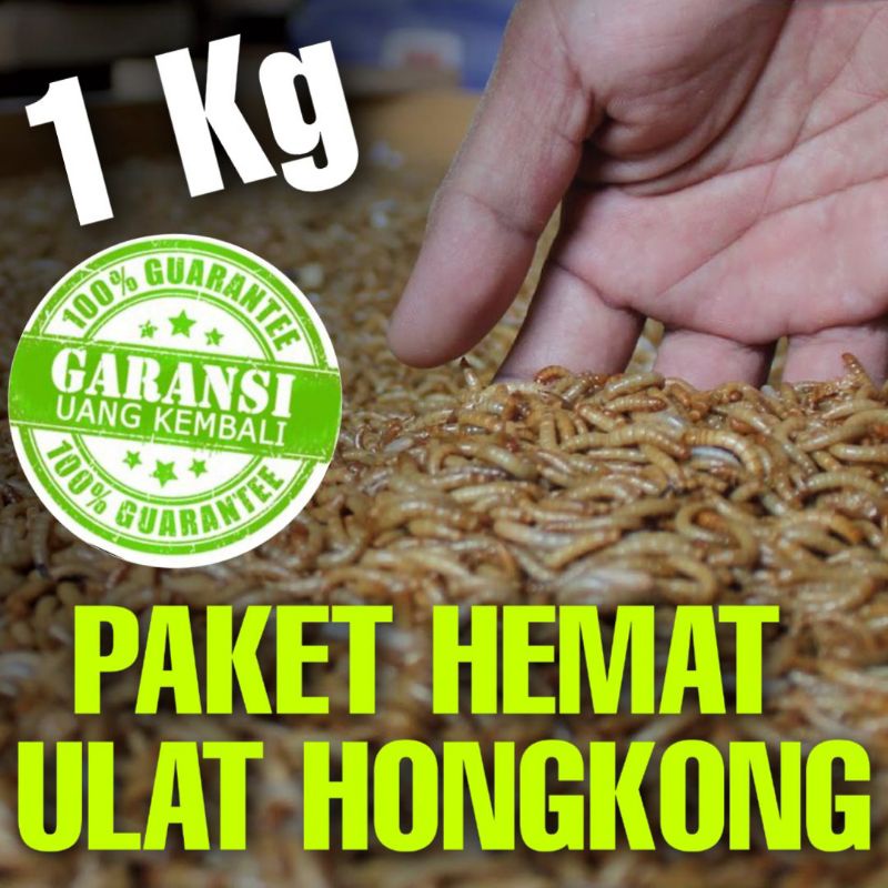 ULAT HONGKONG HIDUP | ULAT TEPUNG | Ulat Hongkong kiloan