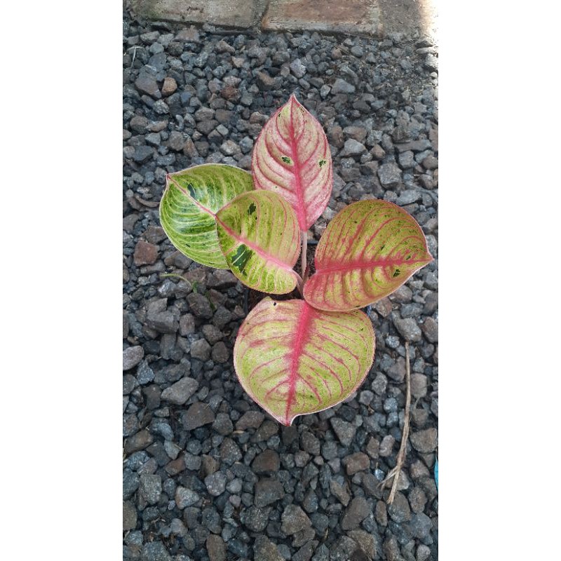 Aglonema goliath merah