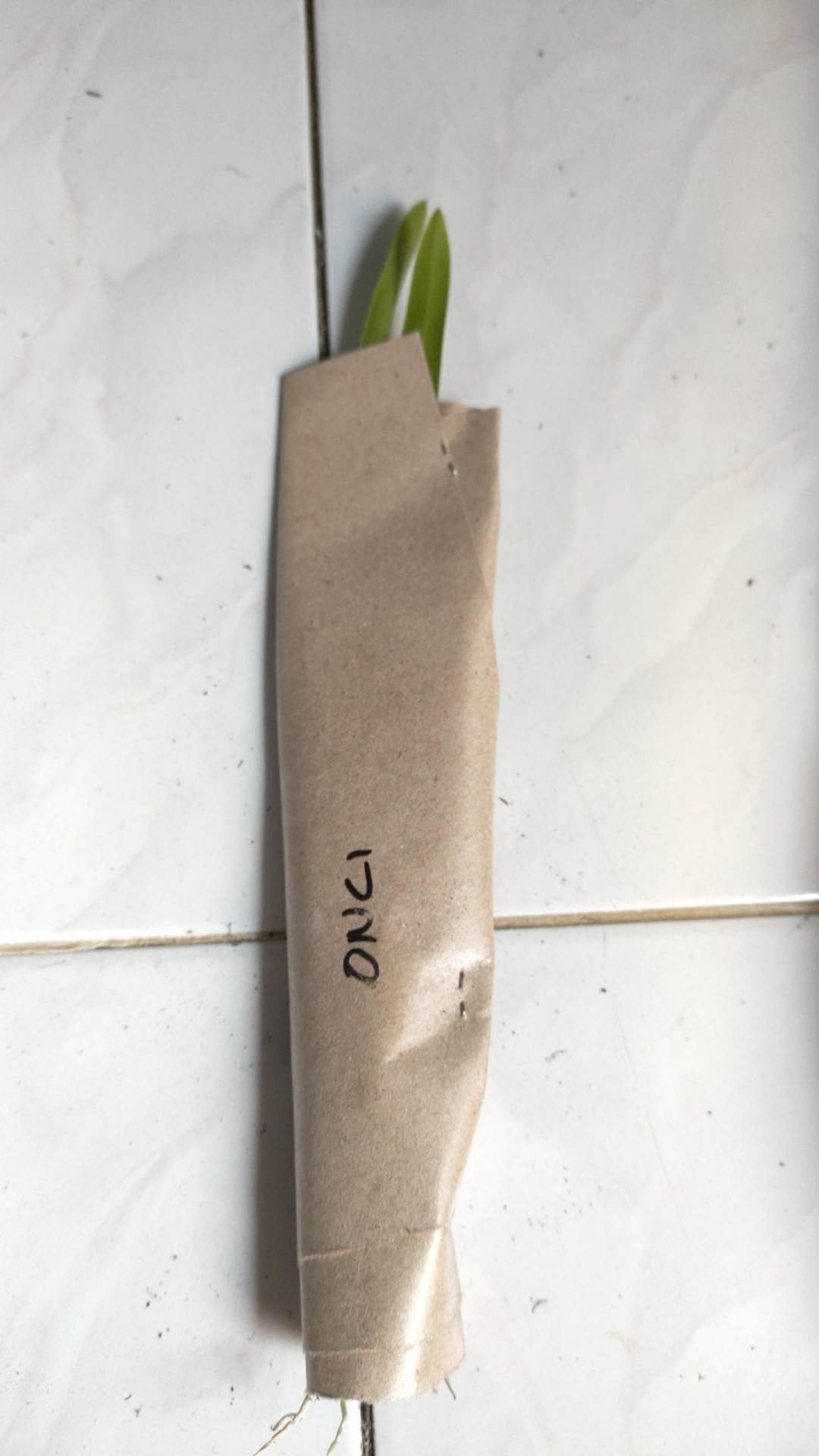 Oncidium Golden Sower