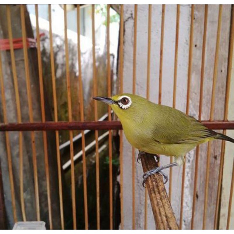 Pet Burung Pleci Dada Kuning Pacitan Shopee Indonesia