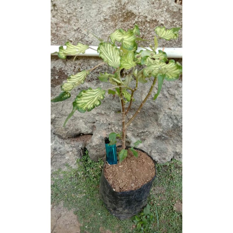Bibit bahan bonsai Waru Wayang