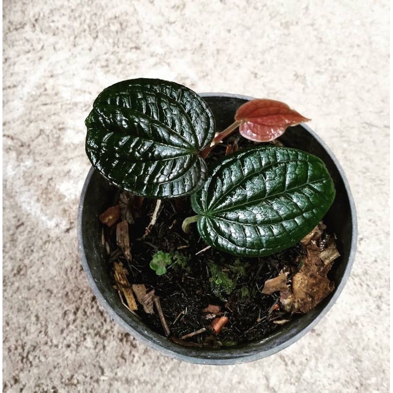 Sirih hitam asli original langka