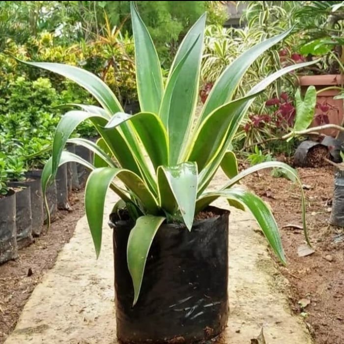 Tanaman Hias Siklok - Agave Hijau - Sansivera Siklok