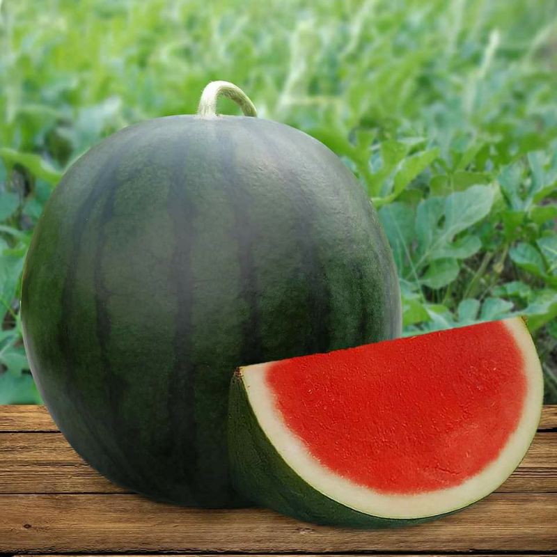 2 Benih Semangka Non Biji Merah F1 Hibrida