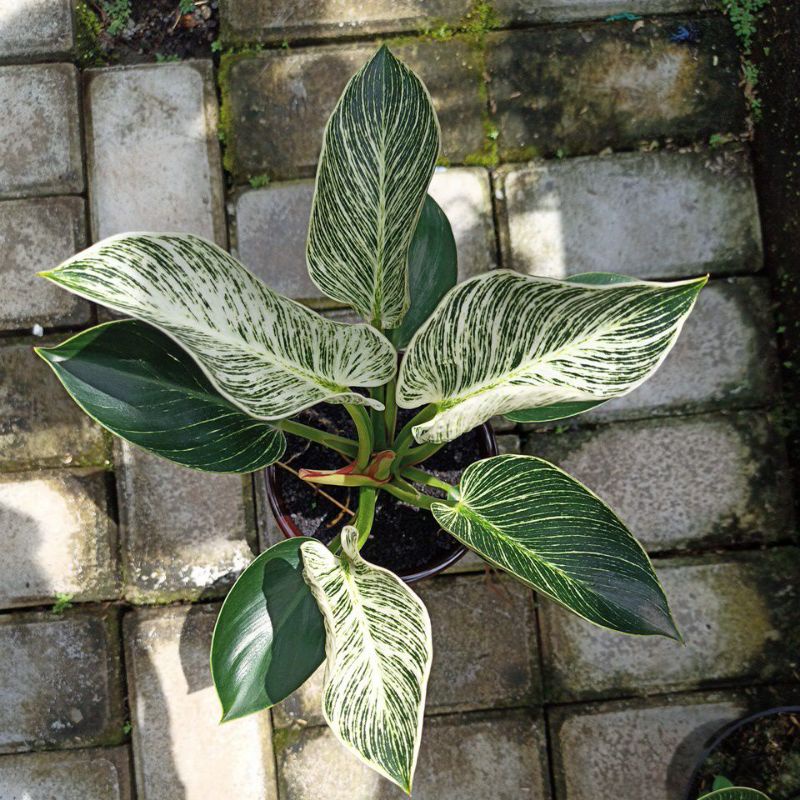 philodendron birkin
