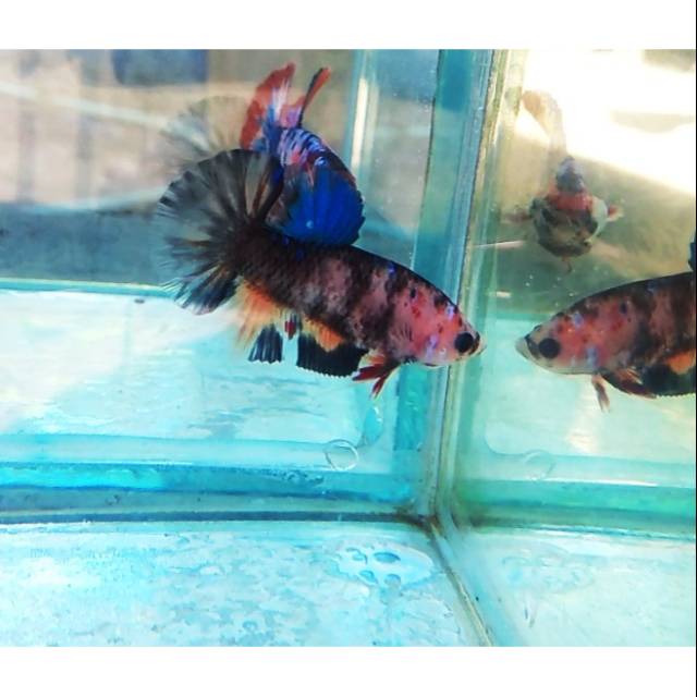 Ikan cupang JUNIOR Black Koi Galaxy Jantan Line Avatar