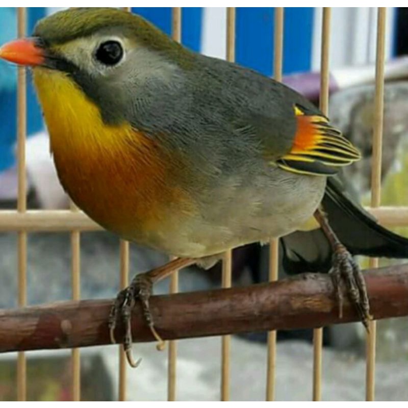 robin jantan ngerol rajin