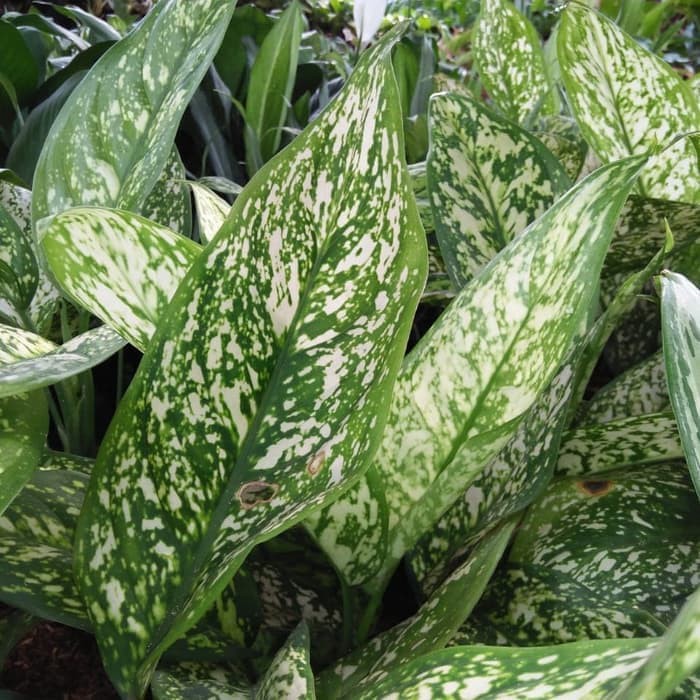 Tanaman hias blanceng beras tumpah