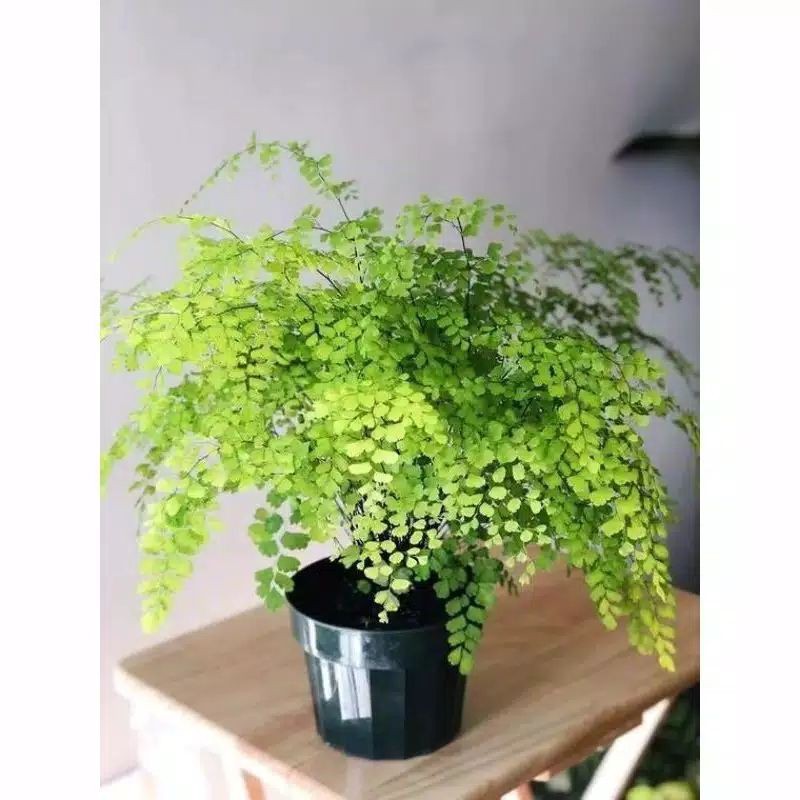 tanaman hias suplir/pot suplir/tanaman suplir