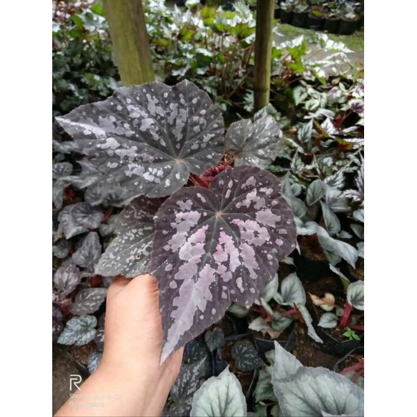 tanaman hias begonia rex - begonia ketan hitam