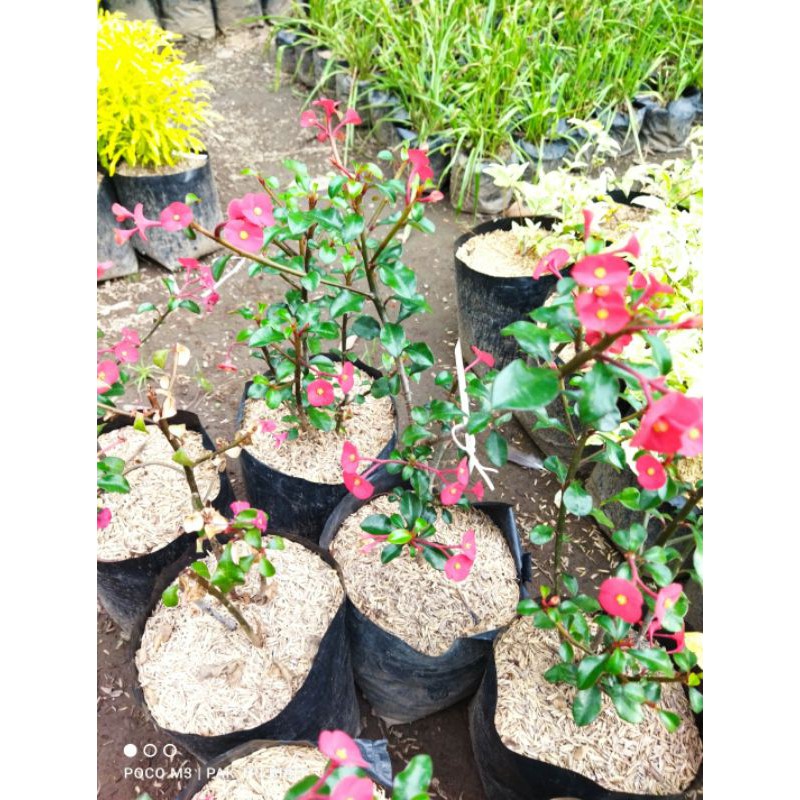 Tanaman Hias Euphorbia Geroldii