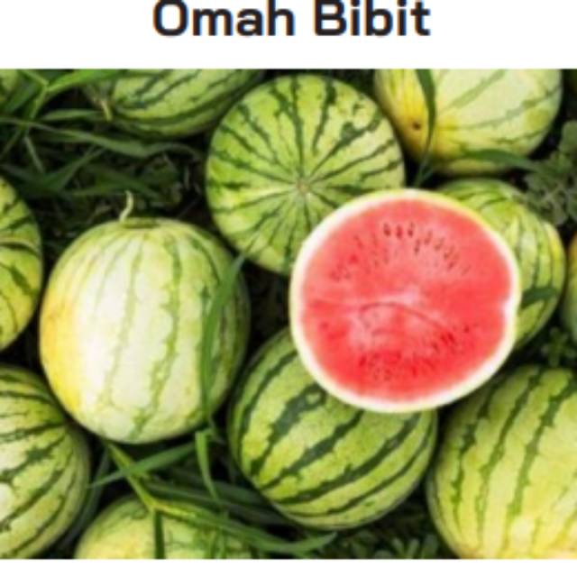 Bibit semangka