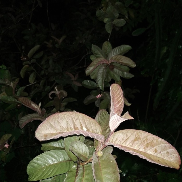 Bibit buah jambu biji ungu australia