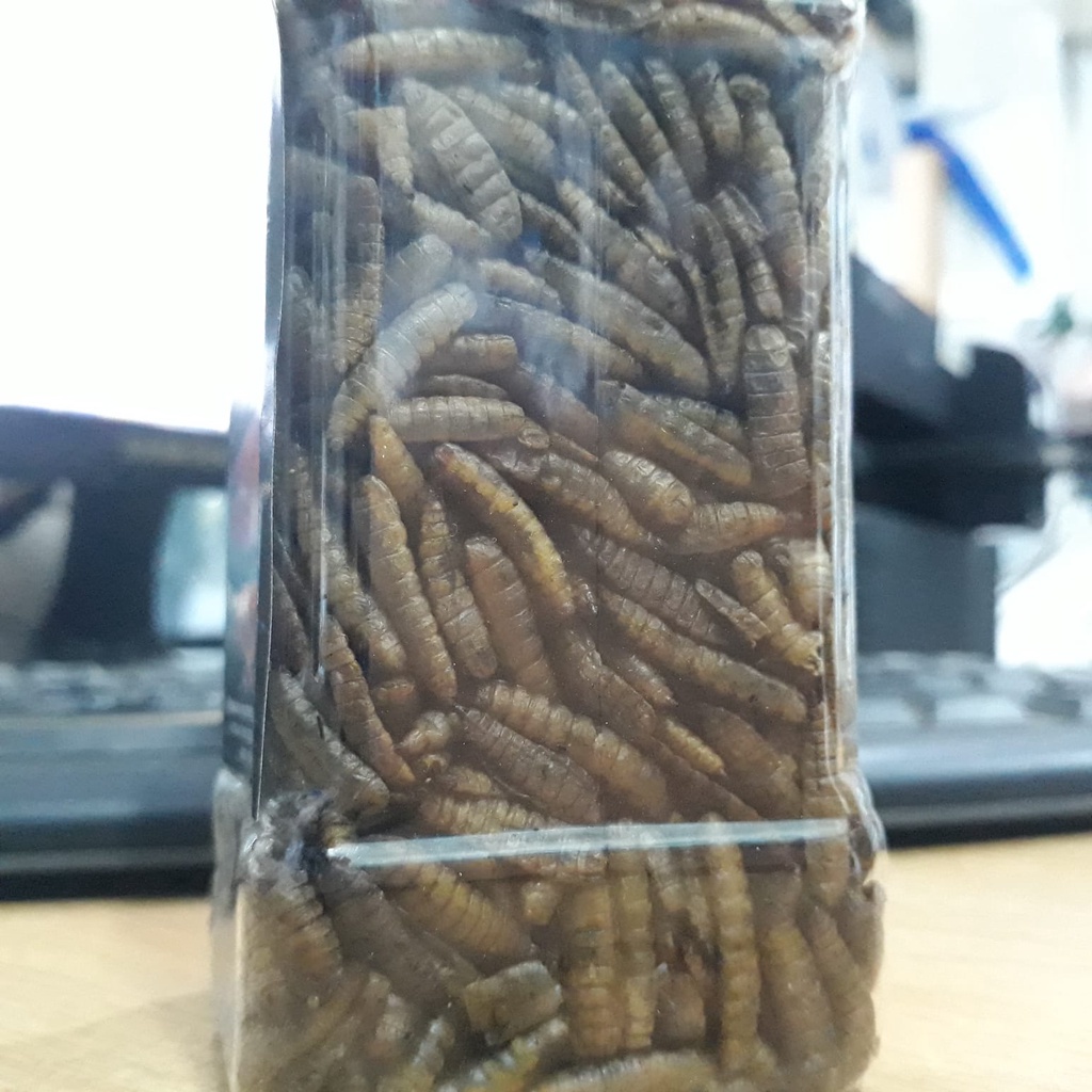 MAGGOT SUPER HSW 100gr, MAGOT PAKAN IKAN ARWANA / AROWANA , CHANNA , LOUHAN DAN POREDATOR LAINYA